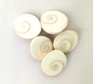 Djuize Energized Seashell Gomati Chakra for Lakshmi Pooja,and Wealth,Luck,Astrological Shankh 1cm- Set of 5 Decorative Showpiece  -  1 cm