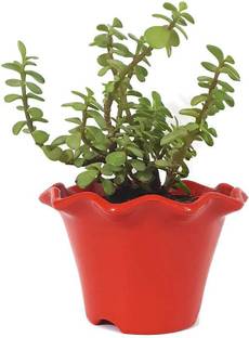 PlantaZee Jade Plant