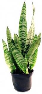 PlantaZee Snake Plant