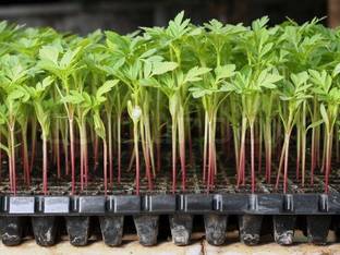 Grow Basket Reusable Seedling Tray 49 Holes for seeds germination | Pack of 5 Trays + 2 Vegetable seeds Pack Seed
