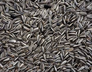 Taiyo Pluss Discovery Taiyo Plus Discovery Small Size Sunflower Seed 1kg Nuts 1 kg Wet Young, Adult Bird Food