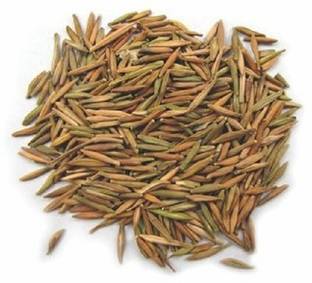 VINARGHYA Indrajao / Indrajou / Indrajava / Dudhalo / Tiraj / Kuda / Wrightia Tinctoria Seed