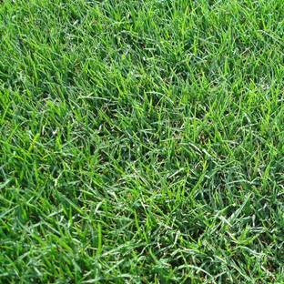Green World BERMUDA GRASS / DOOB GRASS / CARPET GRASS / CYNODON DACTYLON SEEDS ( 100 SEEDS ) Seed