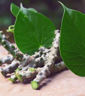 harblife giloy stems, guduchi stems, fresh neem giloy stems, giloy, geloy, guduchi Seed