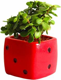 Grinian Jade Plant