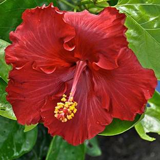 Mohomaya Hibiscus Plant
