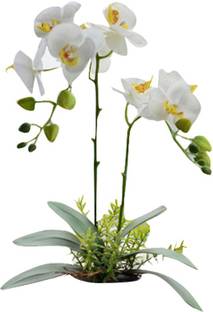 Futaba Garden Phalaenopsis Orchids - White -100 Pcs Seed