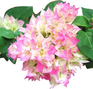 Nema Bougainvillea Spectabilis Flower Seeds-Pink Seed
