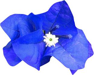 Nema Bougainvillea Spectabilis Flower Seeds-Blue Seed