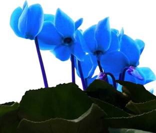 Futaba Cyclamen Flower - Blue -100 Seeds Seed