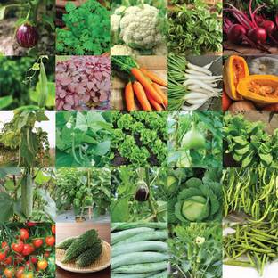 Aero Seeds Vegetable Bank For Home Garden Varieties - 1320 Seed