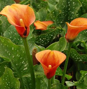 Nema Calla Lily Seeds - Orange Seed