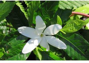 OJOREY Heart Leaf Oxycardium Plant