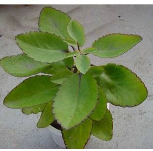 GreenyOn Bryophyllum Pinnatum/Patharchatta Plant