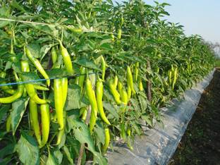 The Nursery Mirch/Chilli Plant