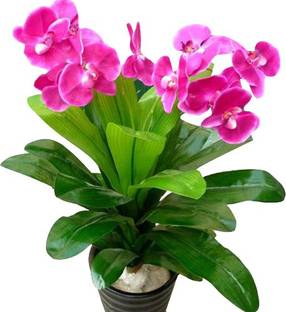 Nema Perennial Orchid Flower Seeds - Pink Seed