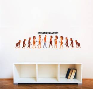 Decal O Decal 35 cm Human Evolution Wall Stickers(PVC Vinyl,Multicolour) Self Adhesive Sticker