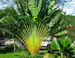 Nema Traveller's Palm Plant Seeds -50PCS Seed