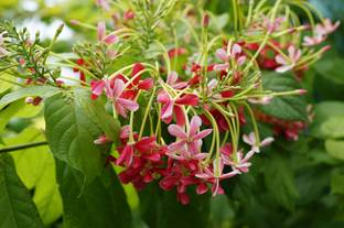 MAITRA AND SONS Madhumalti/Rangoon Creeper