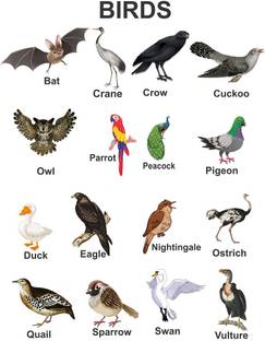 Littlebuds 80 cm Birds Removable Sticker