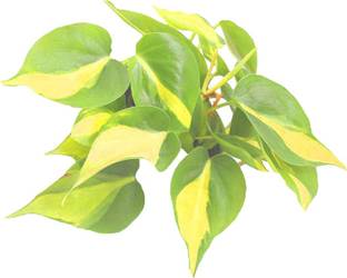Nema Philodendron Erubescens Seeds-Green-100Pcs Seed