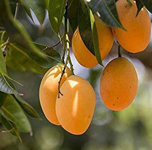 Arlo Mango Fruit Plant Seed