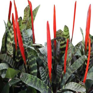 Futaba Rainbow Sansevieria Tiger Strip - Orange - 100 Pcs Seed
