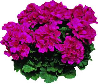 Nema Japanese Rosebud Pelargonium Geranium Flower Seeds Seed