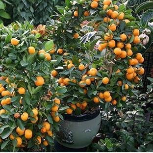 EVY Orange Plant