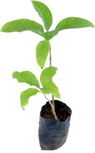 Chamunda Greens Justicia Adhatoda Medicinal Ayurvedic Plant (Green)