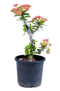 Chamunda Greens Euphorbia Plant