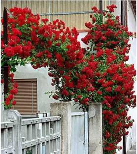 Balajis Retailers Rose Plant