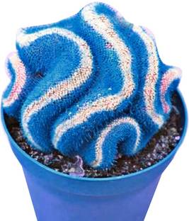 Redoak Japanese Fairy Succulents Cactus Seeds - Blue - 10Pcs Seed