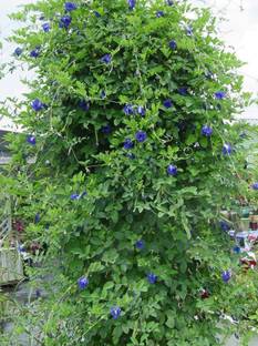 ATEKT Aparajita, Butterfly Pea Seed ( 5 PC) Seed