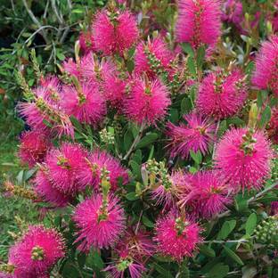 Futaba Callistemon Viminalis Flower Seeds-Pink-20Pcs Seed