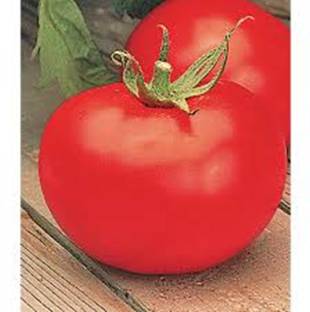 prev tomato hybrid all session and early growing any weather vegetable Seed