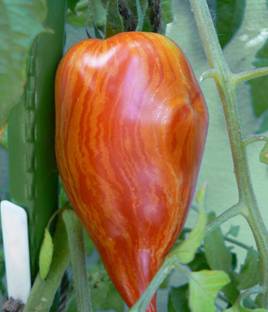 Nema Speckled Roman Tomato Vegetable Seeds-100PCS Seed