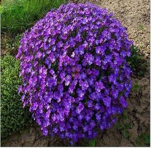 Nema Creeping Thyme Seed