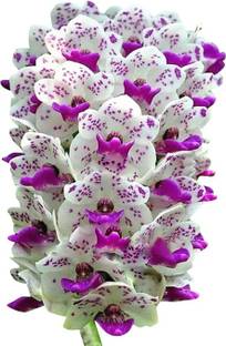Futaba Orchid Cymbidium Seed