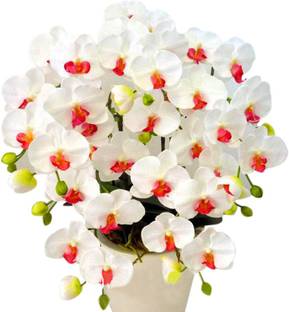 Nema Butterfly Orchid Seed