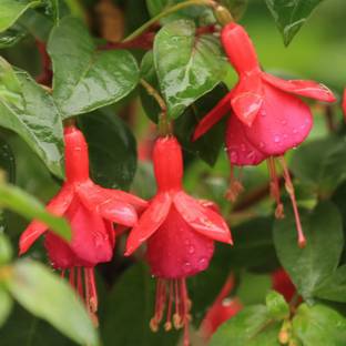 Nema Fuchsia Bell Flower Seeds- Pink Seed