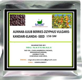 MGBN JUJUBE-INDIAN DATE-(ZIZIPHUS JUJUBA) SEED - 150 GM Seed