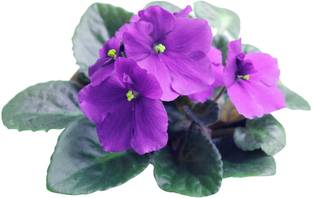 Redoak African Violet Flower Seeds-100Pcs Seed