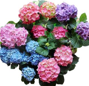 Redoak Multi Colour Hydrangea seeds - 100 Seeds Seed