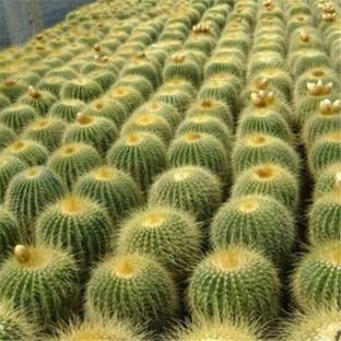 Nema Echinocactus Grusonii - Golden Barrel Cactus Seed