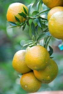 Vamsha Nature Care Orange Plant