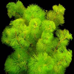 BDSresolve Hornwort in aquarium plant,Red Cabomba Aquarium Plant Seed