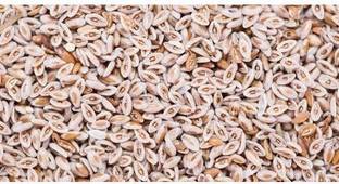 Vedarth PLANTAGO OVATA Seed