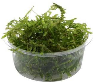 Bunnycart Bunnycart Java Moss