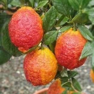 M-Technologies Rare Red Lemon (Australian Red Lime) 1 Healthy Live